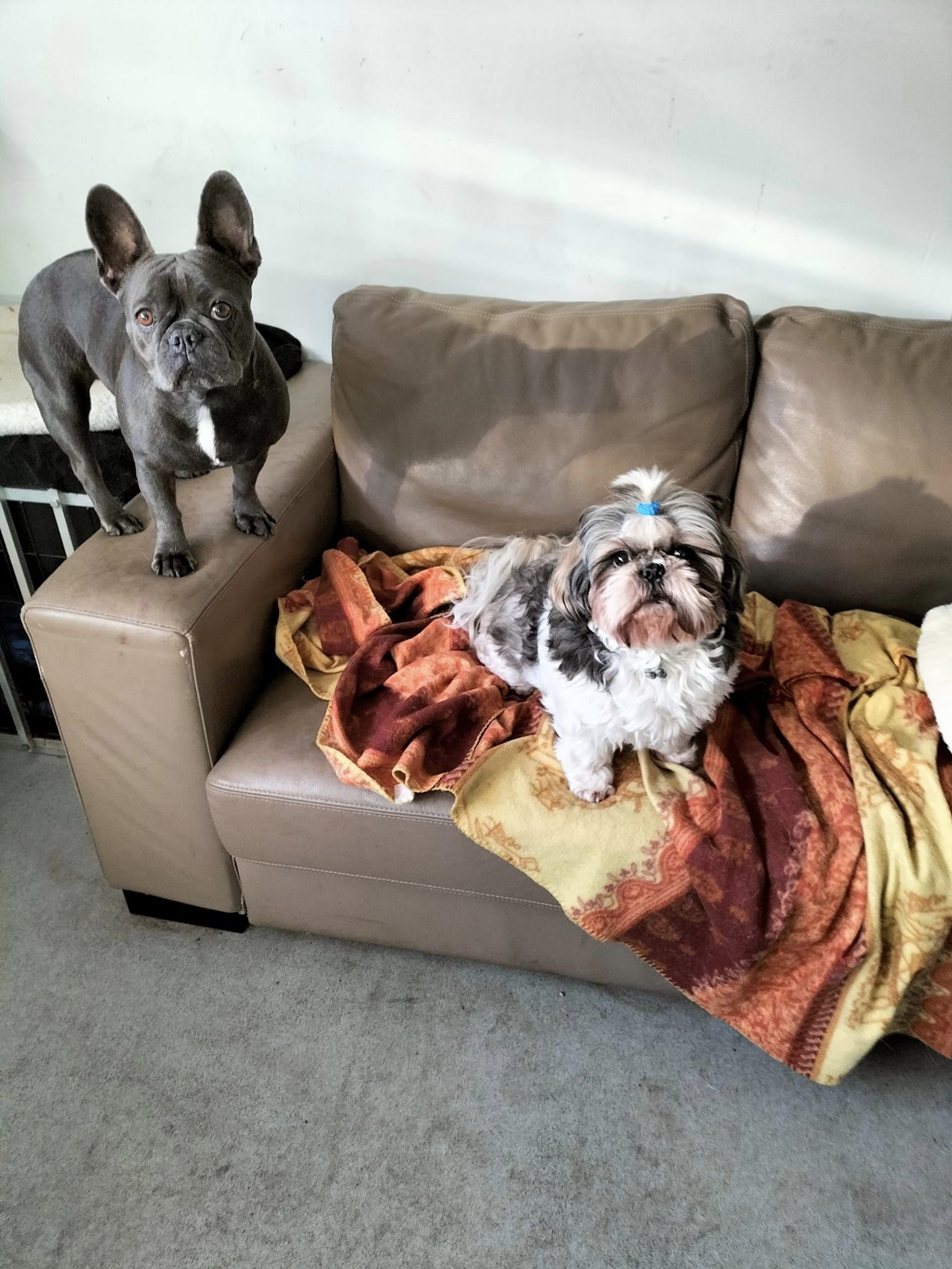 Een Franse bulldog en een kleine langharige hond rusten in de zetel, op een deken.