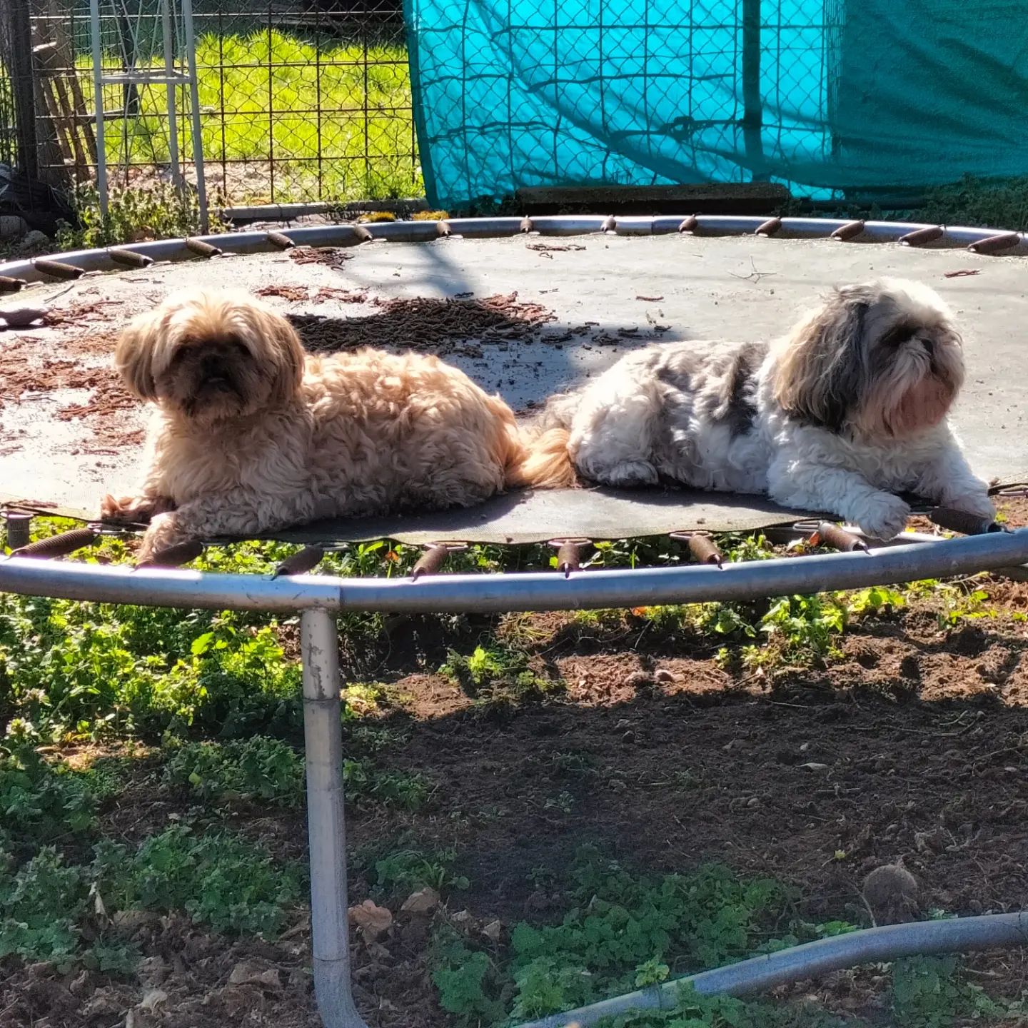 Twee langharige gasthonden liggen te zonnen op de trampoline in de tuin.