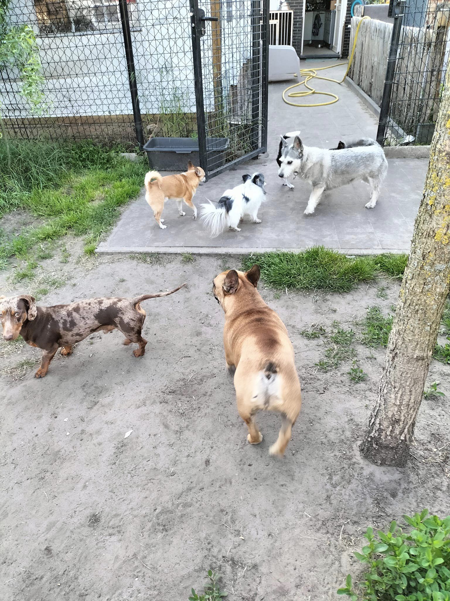 Een groepje honden speelt samen op het speelterrein van Sprinkel.