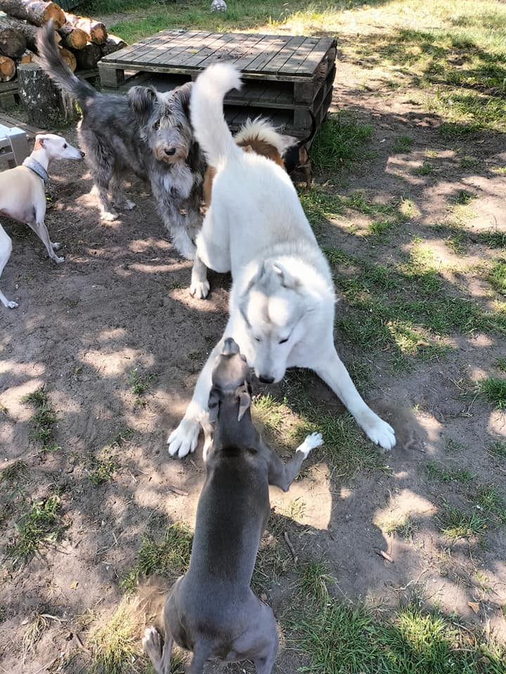 Een roedel honden speelt samen in de zon, met een husky in het midden.