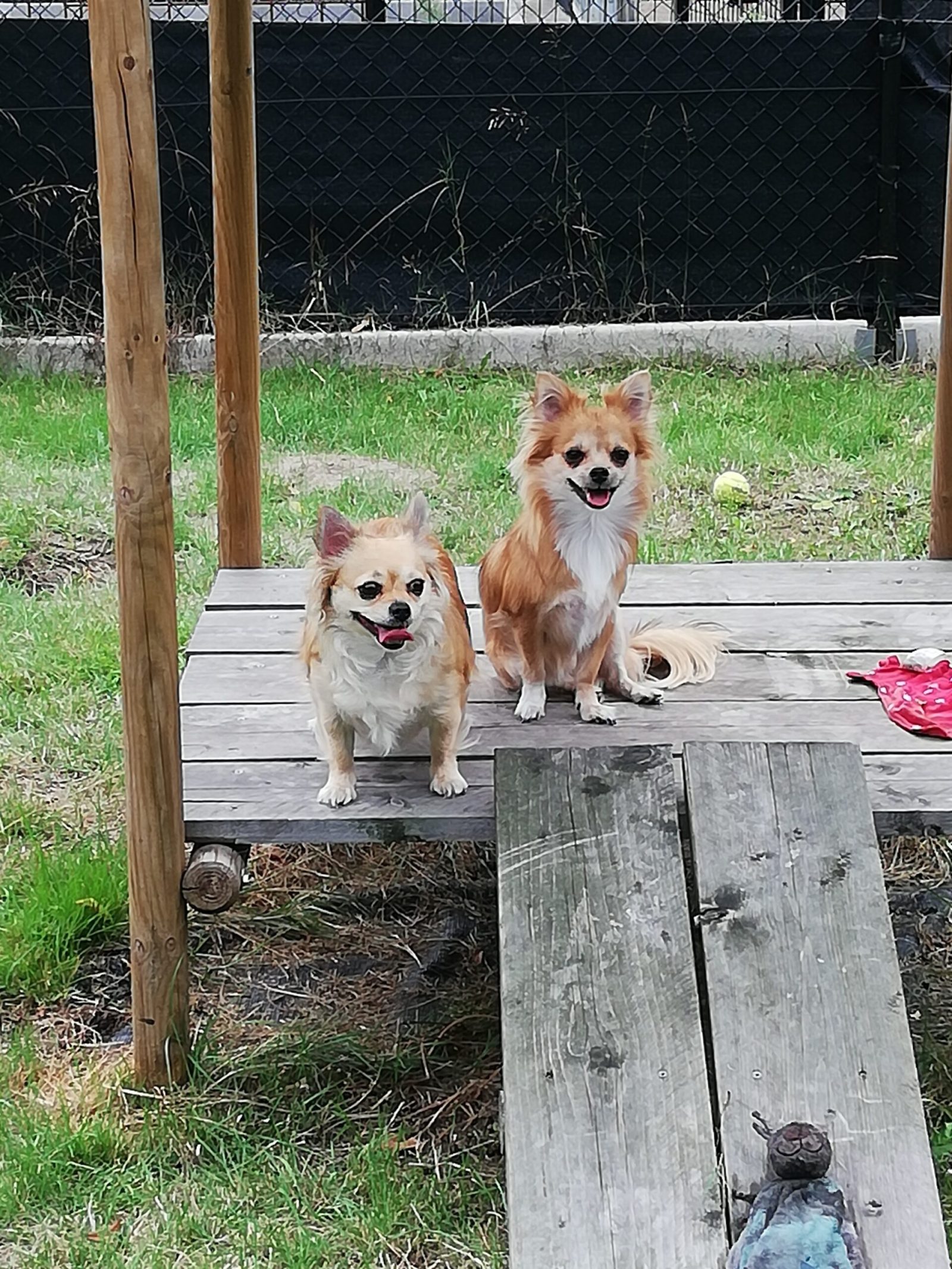 Twee kleine langharige honden zitten op een houten verhoog in de tuin van Sprinkel.