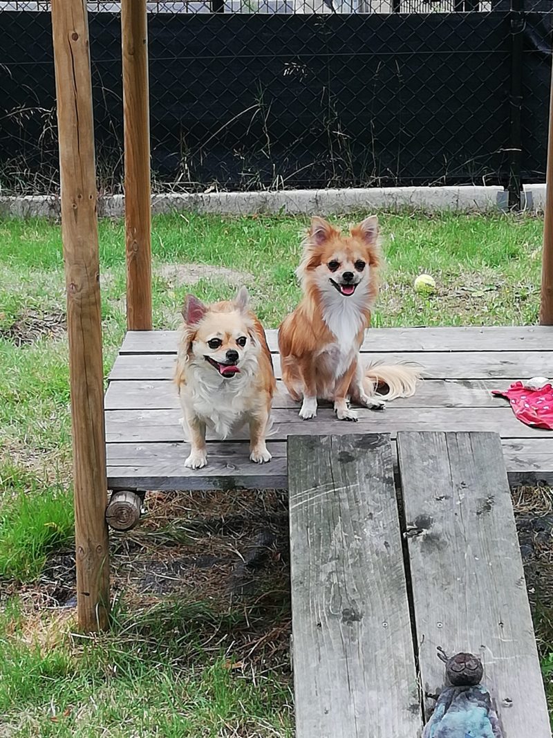 Twee kleine langharige honden zitten op een houten verhoog in de tuin van Sprinkel.